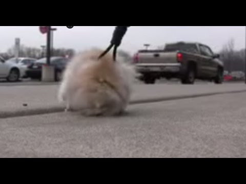 leash - Spencer buys a hamster and takes him on a walk. To see 5 minutes of unedited footage, click here: http://revver.com/video/640054/hamster-on-a-walk-unedited/ ...