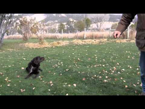 How to Train Chocolate Labrador Retriever