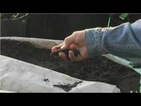 how to fertilize mountain laurel