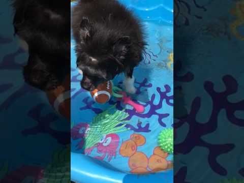 Teddys first time in the pool