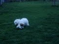 shih tzu pup playing with coton puppy shih tzu pup playing with coton puppy