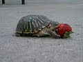 Box Turtle Eating Strawberry Box Turtle Eating Strawberry
