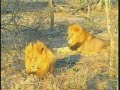 Nkuhuma Male Lion\