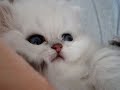 barry   white  - in my arms :)
