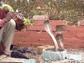india-snake-charmer.html