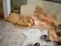 Ghost in a house