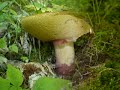 FUNGHI DEI MONTI SIMBRUINI FUNGHI DEI MONTI SIMBRUINI