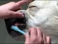 Dog Has Teeth Cleaned