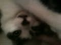 hercule :o