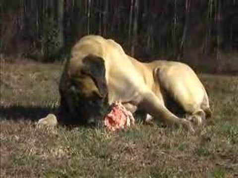 english mastiff