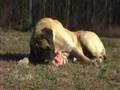 English Mastiff - Diesel - Eating a Whole Chicken
