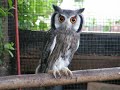 white faced scops owls white faced scops owls