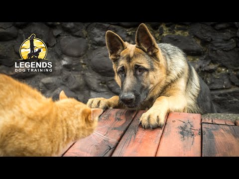 Dog and Cat Socialization: Training for Hyper-Excited Dogs