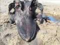 Possible fossil whale skull found in Wellfleet!