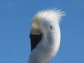 Get Eye to Eye with a Pelican Get Eye to Eye with a Pelican