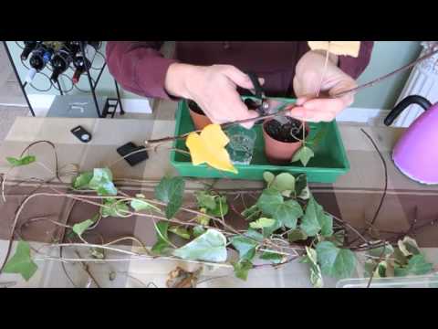 how to clip ivy to replant