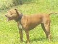 WALKS PIT BULL KENNELS WALKS PIT BULL KENNELS