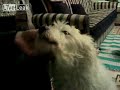 Dog Sounds Like A Car