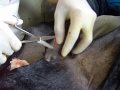 Imunologia veterinaria