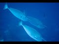 Solomons Islands Slideshow Solomons Islands Slideshow