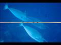 Solomons  Islands Slideshow