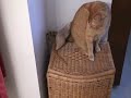 the rat loves the cat, but it's only a matter of time before the cat snaps! a remake of an earlier video by chibudgielvr (aka myself).