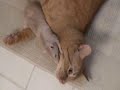 Rat loves cat - Surprise ending!