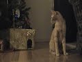the rat loves the cat, but it's only a matter of time before the cat snaps! a remake of an earlier video by chibudgielvr (aka myself).