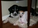 You Ain't Nothin' But a Hound Dog - Screamin' Cutie