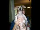 You Ain't Nothin' But a Hound Dog - Screamin' Cutie - Thumb #3