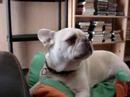 singing dog