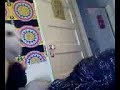 Panda Bear Dance Party