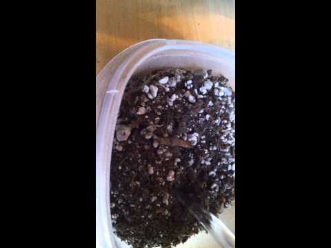 how to transplant a venus flytrap plant