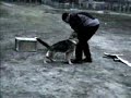 German Shepherd Puppy start training for future police work
