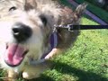 sophie-the-schnoodles-first-walk.html