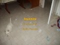 videos de Diablo blog.wmv