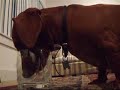 Stretchy Le Daschund drinks milk Stretchy Le Daschund drinks milk
