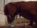 Stretchy Le Daschund drinks milk