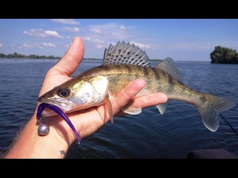 ловля судака на дніпрі ловля судака на дніпрі
