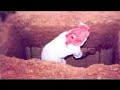 التوبة قبل الموت