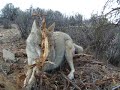 Coyote in a trap Coyote in a trap