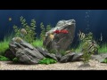 HD Virtual Aquarium #1 (1080p)