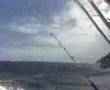 Marlin action-Bermagui