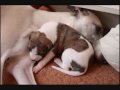 whippet Elée