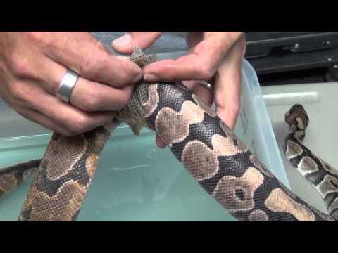YouTube reptile video