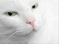 うたう猫動画