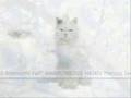 Gatos cantantes - Almond Blossoms Fall