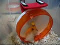 silentwheel 21 & Syrian Hamster silentwheel 21 & Syrian Hamster
