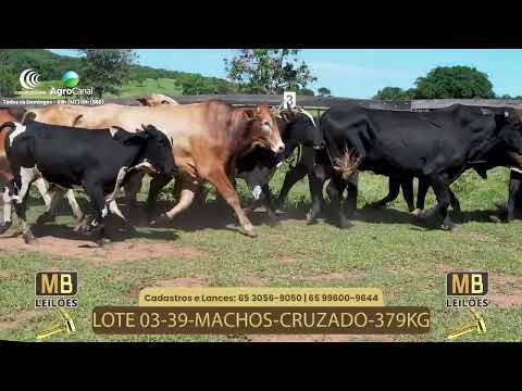 530� LEIL�O VIRTUAL DE CORTE