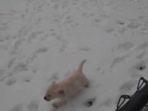 BlueLemon Labradors puppies 7 weeks playing in snow